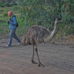 Emu