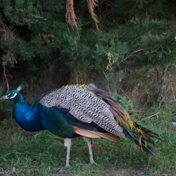 Wharariki Beach, New Zealand