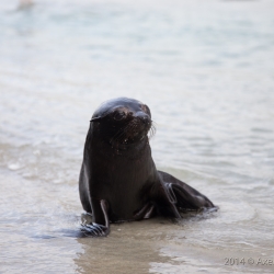 Wharariki Beach, New Zealand