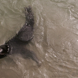 Baby Seals