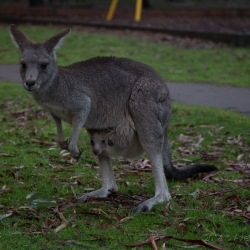 Doppeltes Kangaroo