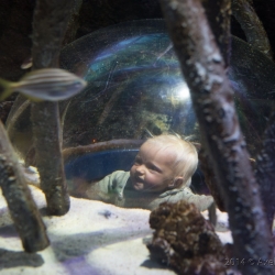 SeaLife Aquarium