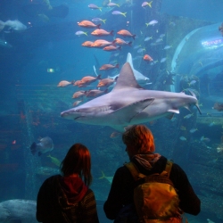 SeaLife Aquarium