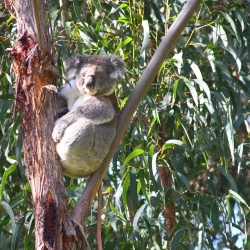 Koalas im Kennett Jeep Track