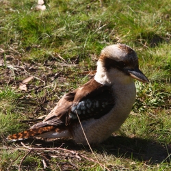 Frechdachs Kookaburra