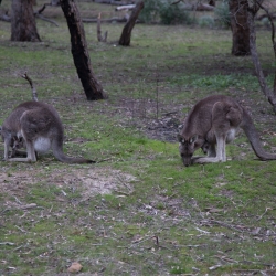 4 Kängurus