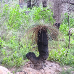 Verkokelter Baum regeneriert sich