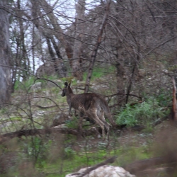 Springendes Känguru