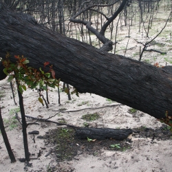 verkokelter Wald der wieder austreibt