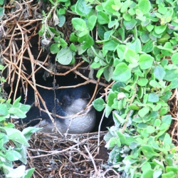 Pinguin beim Brüten