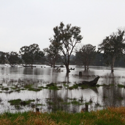 Überflutete Wiese bei Sale
