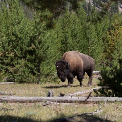 Yellowstone Nationalpark, Wyoming