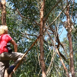 Axel klettert zum Koalashooting