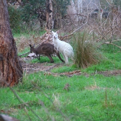 Känguru braun und weiß