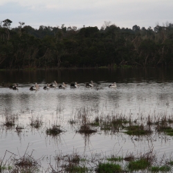 Pelikane in der Ã¼berfluteten Wiese