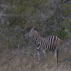Krüger Nationalpark, South Africa